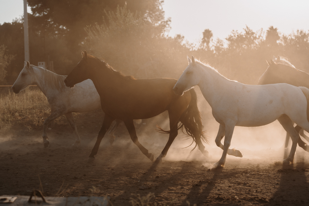 a group of horses running in a dirt field