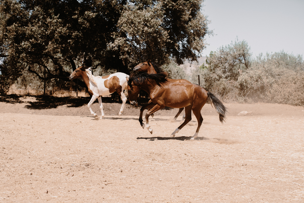 a group of horses running in a field